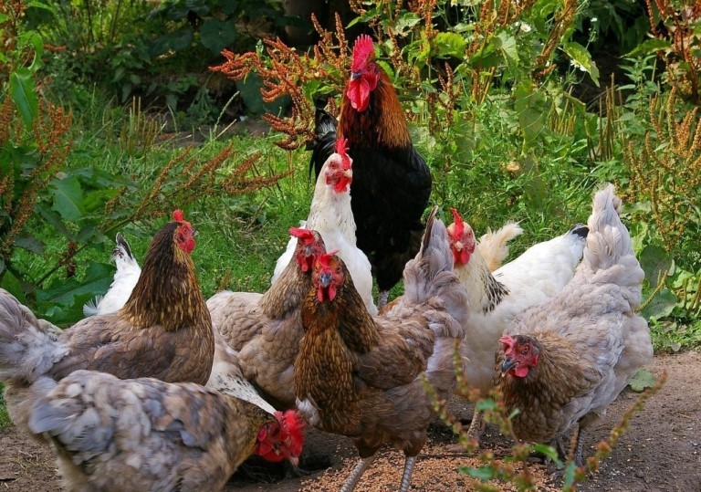 Γρίπη των πτηνών: Νέα τεχνολογία μειώνει το φορτίο του ιού