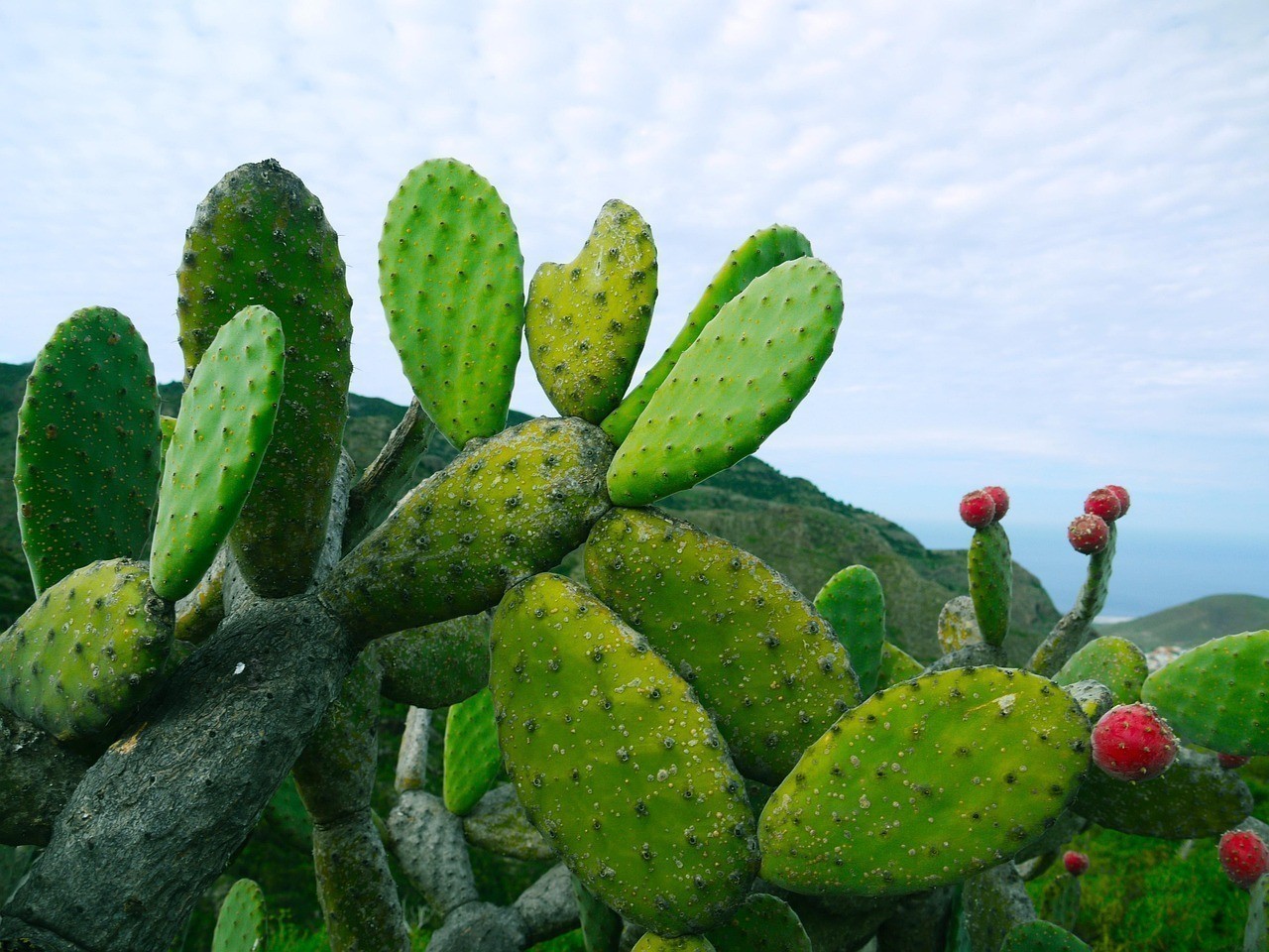 Το φυτό Opuntia ficus-indica