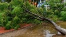 Σοβαρά προβλήματα στην Κέρκυρα: Ξεριζώθηκαν δέντρα, διακοπές ρεύματος έπειτα από ισχυρή βροχόπτωση (vids)