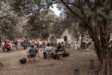 “Μια βραδιά κάτω από την ελιά” στη Νάξο – Το πρωτότυπο φεστιβάλ που έγινε προορισμός
